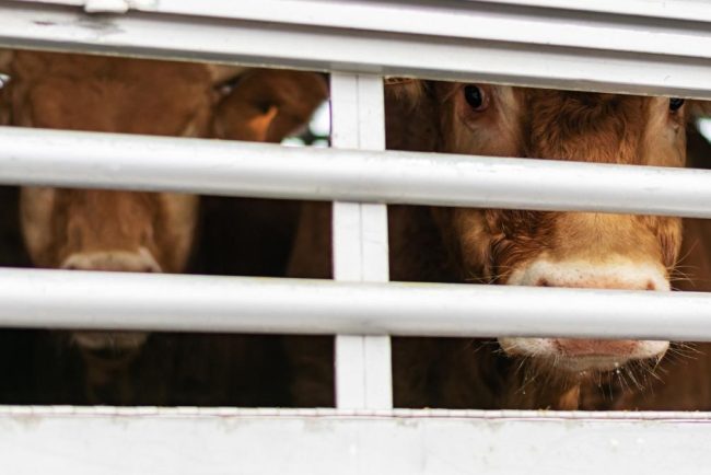 Romania a activat mecanismul de urgenta din cauza febrei aftoase