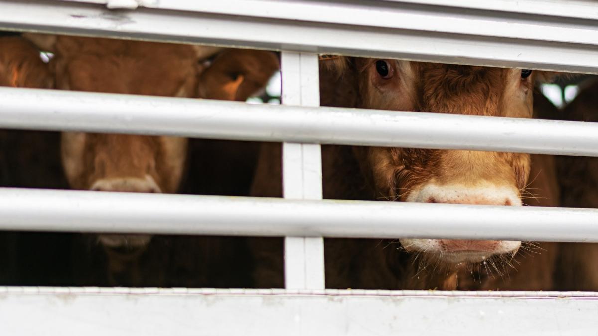 Romania a activat mecanismul de urgenta din cauza febrei aftoase