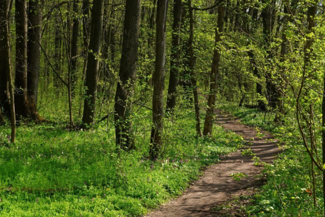 Padurea Crang devine din nou rezervatie naturala