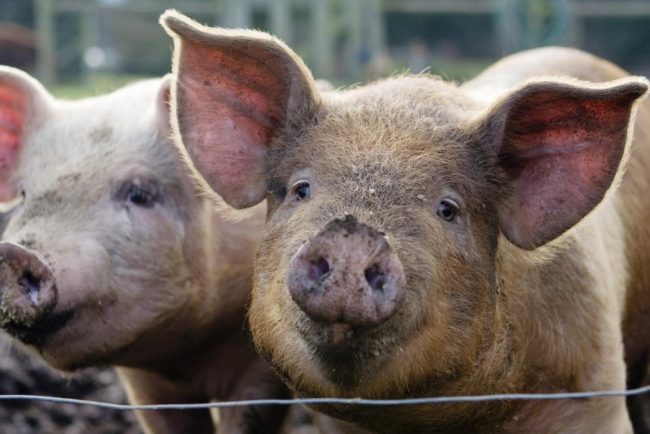 200 de porci infectati cu pesta africana ingropati in Dolj