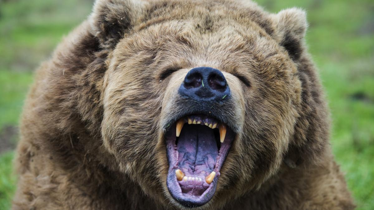 Barbat atacat de urs pe camp in Mures