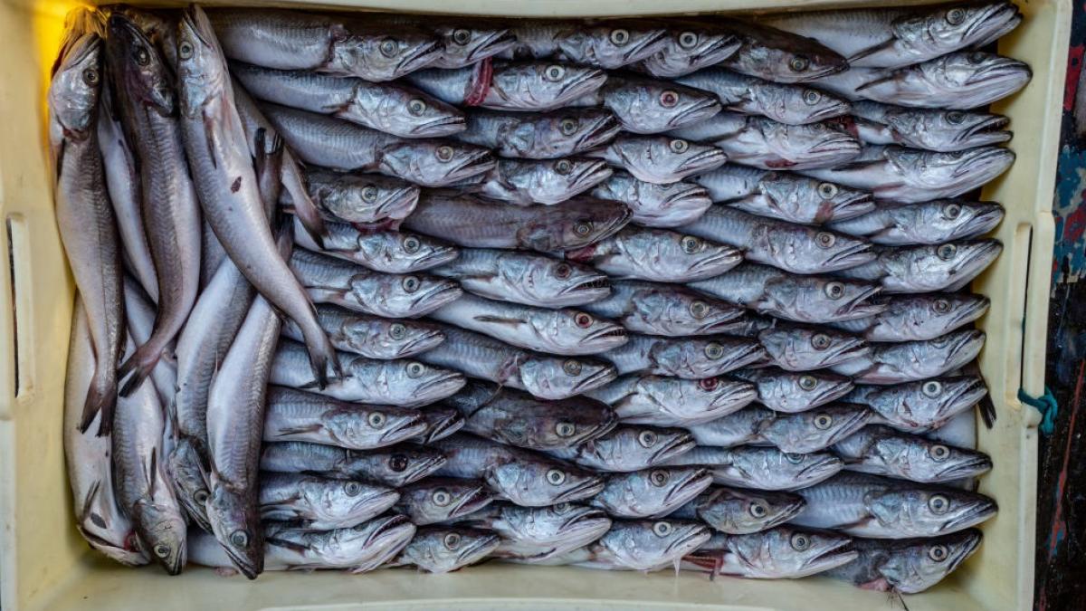 Peste 600 kg de merluciu cu Anisakis retrase de DSVSA