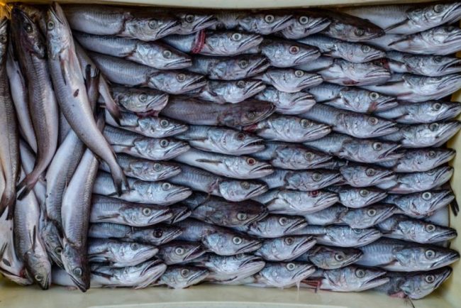 Peste 600 kg de merluciu cu larve Anisakis retrase