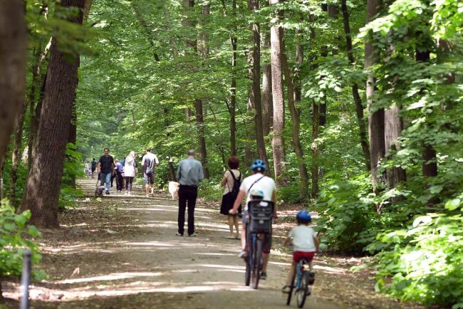 Pierderea singurei mari padurii a Bucurestiului Petitie pentru declararea Padurii Banesa ca zona protejata