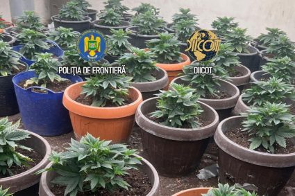 Cultură masivă de canabis în ghivece, descoperită lângă Capitală. Semințele erau aduse din Olanda prin…