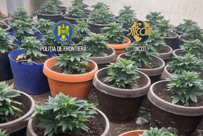 Cultura masiva de canabis in ghivece descoperita langa Capitala Semintele erau aduse din Olanda prin