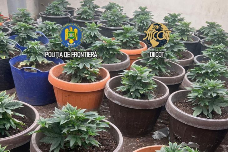Cultura masiva de canabis in ghivece descoperita langa Capitala Semintele erau aduse din Olanda prin