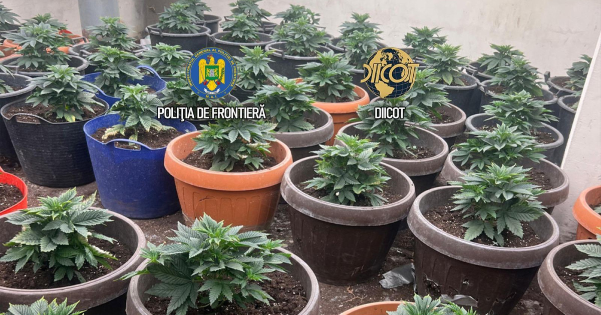 Cultura masiva de canabis in ghivece descoperita langa Capitala Semintele erau aduse din Olanda prin