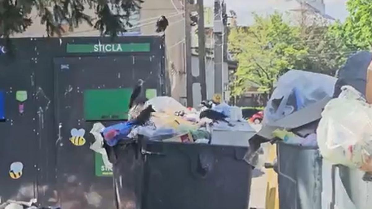 stare de alerta in bacau 65 de localitati acoperite de deseuri nu pot justifica cheltuielile cu