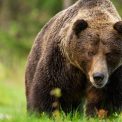 CCR a respins solicitarea presedintelui Nicusor Dan referitoare la Legea pentru prevenirea si combaterea atacurilor ursului brun