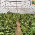 Captura record de canabis in Neamt peste 2600 de plante si un laborator clandestin descoperite de