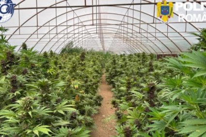 Captură record de canabis în Neamț: peste 2.600 de plante și un laborator clandestin descoperite de…