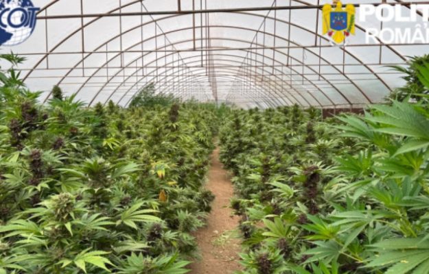 Captura record de canabis in Neamt peste 2600 de plante si un laborator clandestin descoperite de