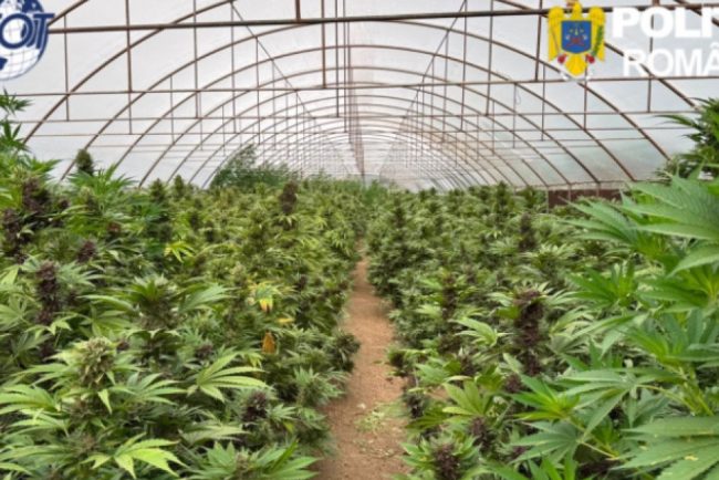 Captura record de canabis in Neamt peste 2600 de plante si un laborator clandestin descoperite de