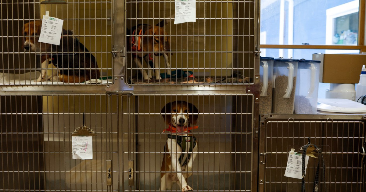 O femeie care isi tinea zeci de caini in conditii ngrozitoare a fost acuzata de uciderea si