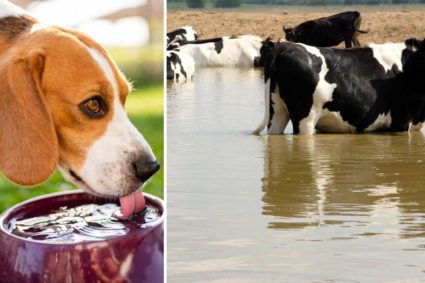 Cum ne putem proteja animalele de căldură: ANSVSA a publicat lista măsurilor obligatorii. Ce este…