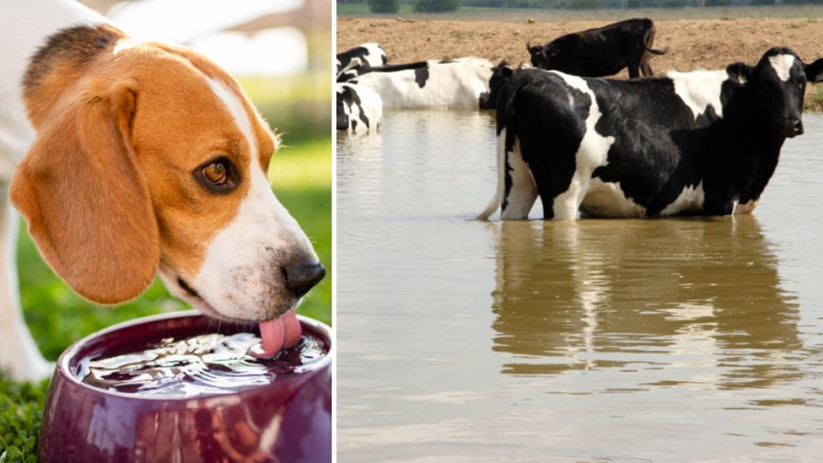 cum ne putem proteja animalele de caldura ansvsa a publicat lista masurilor obligatorii ce este