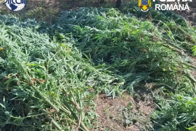 Covasna: captură de canabis, 60 de plante confiscate. Un bărbat de 62 de ani, reținut
