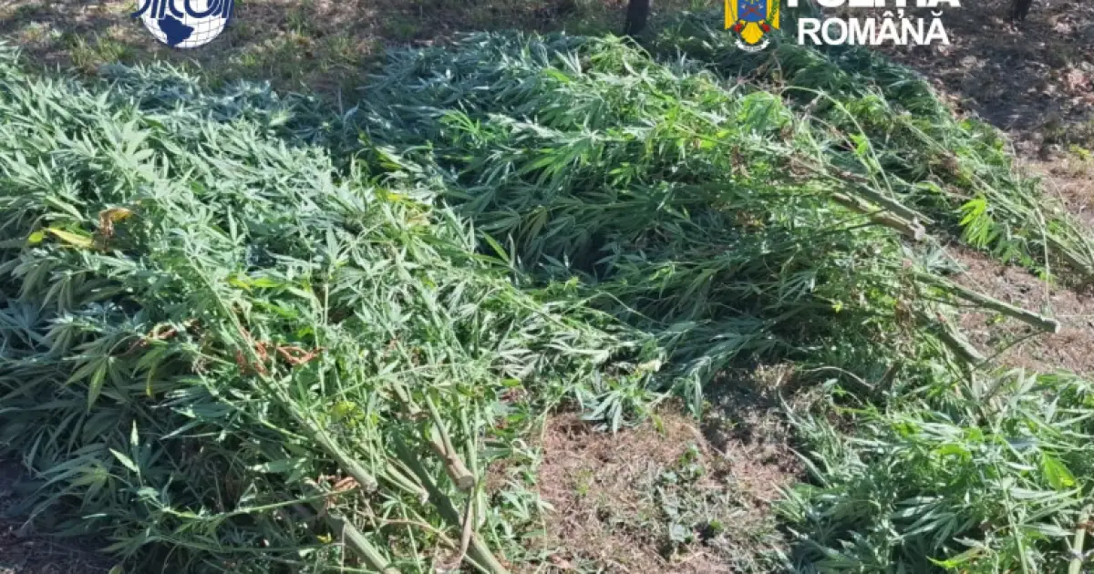Covasna: captură de canabis, 60 de plante confiscate. Un bărbat de 62 de ani, reținut